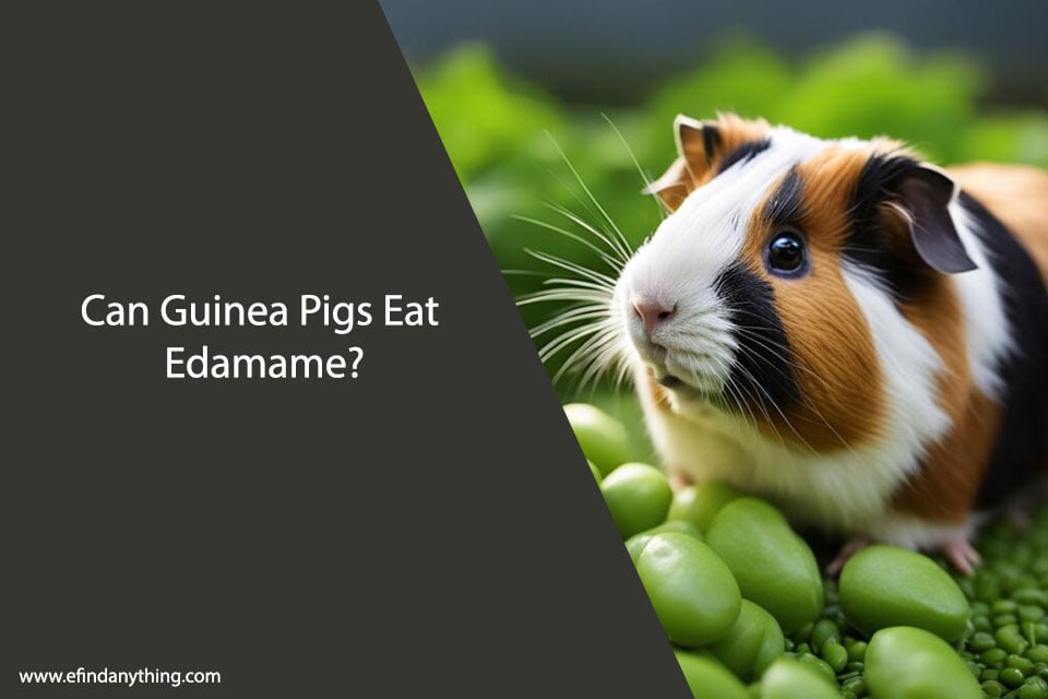 Can Guinea Pigs Eat Edamame?