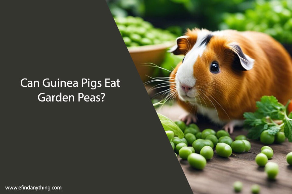 Can Guinea Pigs Eat Garden Peas? A Comprehensive Guide