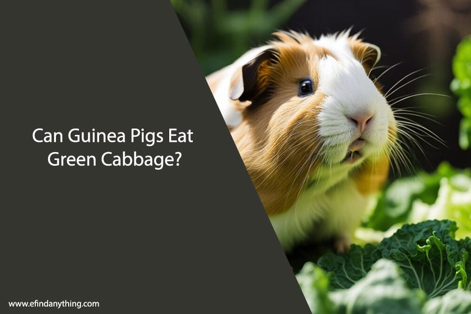 Can Guinea Pigs Eat Green Cabbage?