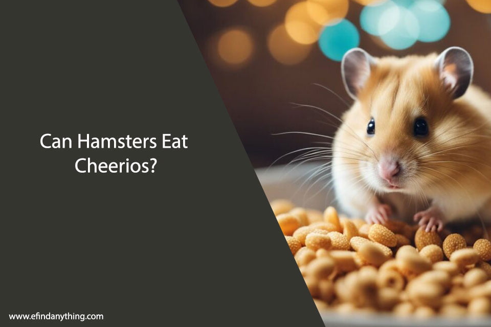 Can Hamsters Eat Cheerios?