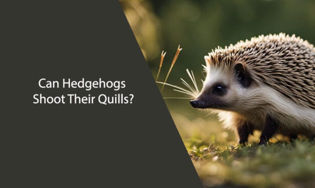 Can Hedgehogs Shoot Their Quills?