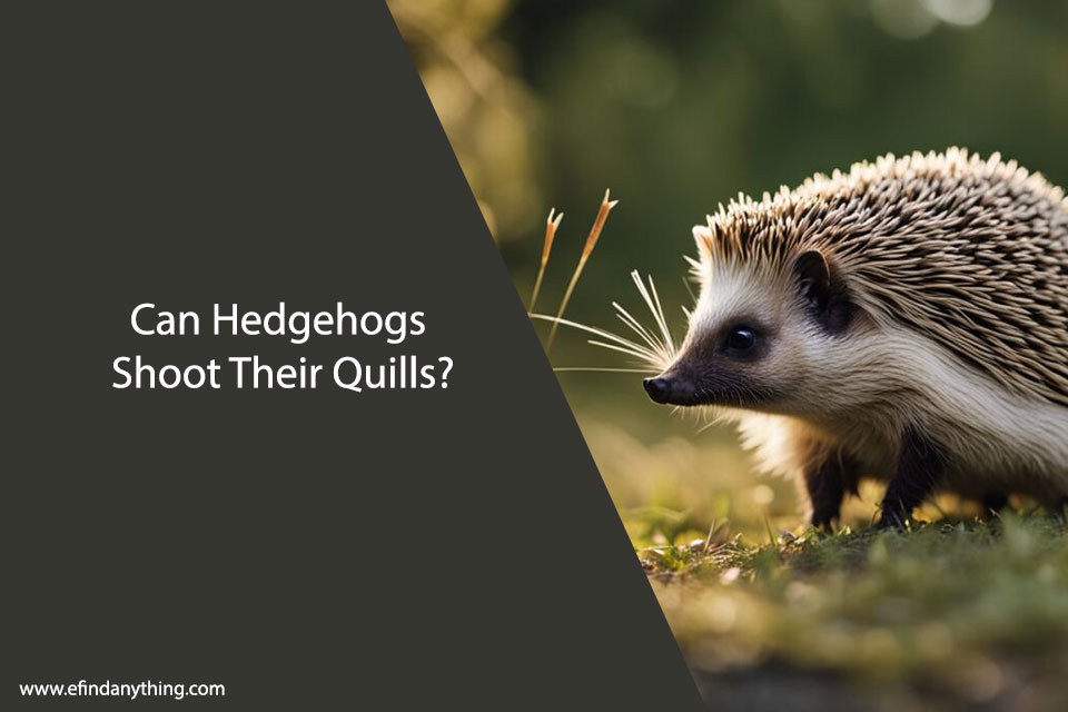 Can Hedgehogs Shoot Their Quills?