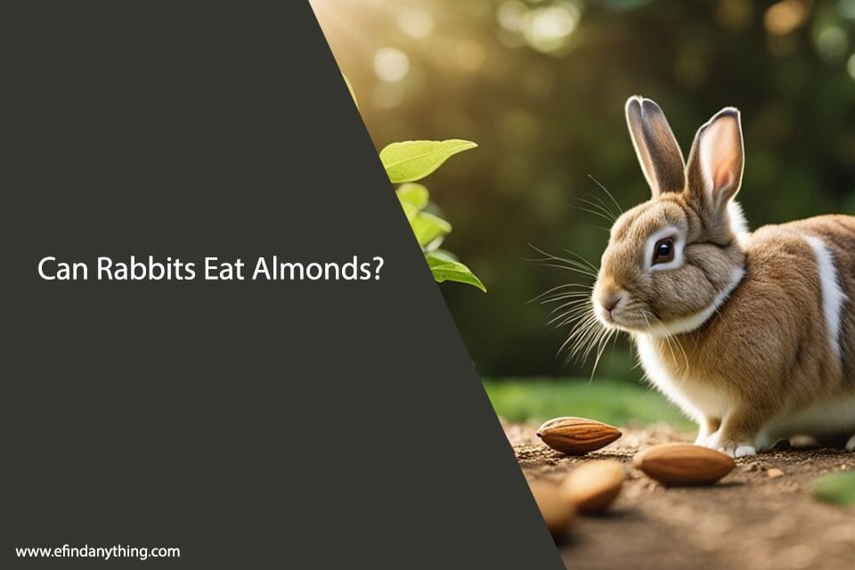 Can Rabbits Eat Almonds? A Comprehensive Guide