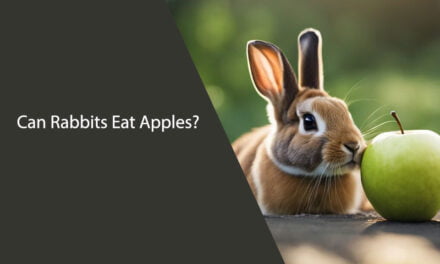 Can Rabbits Eat Apples?