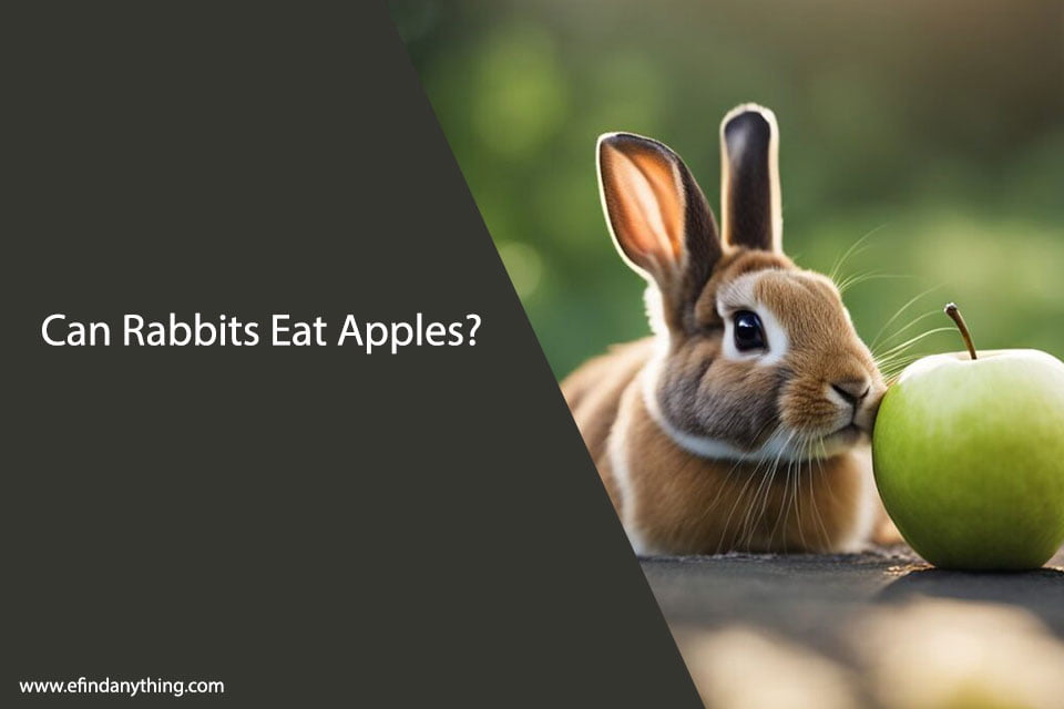 Can Rabbits Eat Apples? A Comprehensive Guide