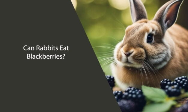 Can Rabbits Eat Blackberries?