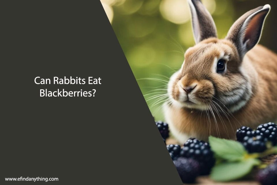 Can Rabbits Eat Blackberries?