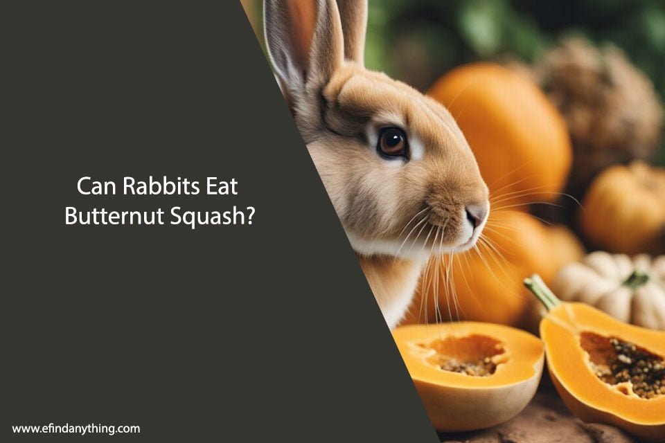 Can Rabbits Eat Butternut Squash?