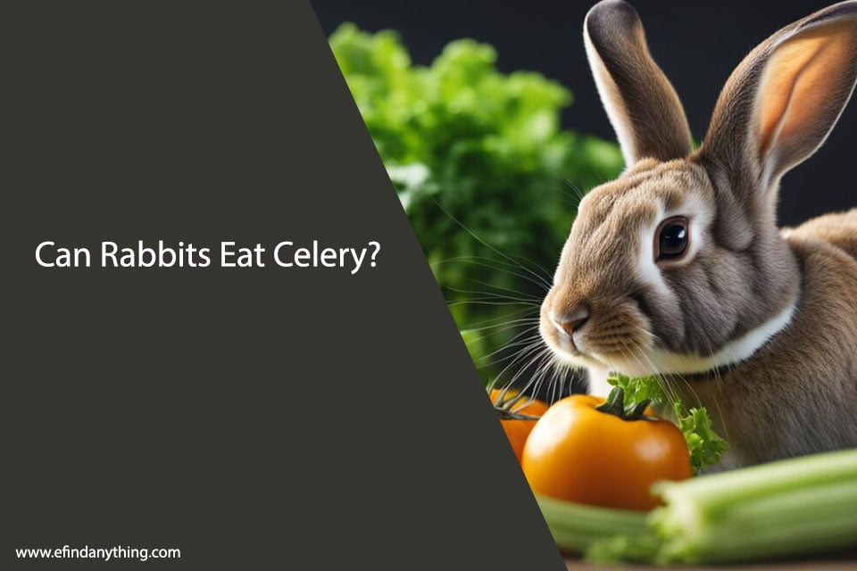 Can Rabbits Eat Celery?