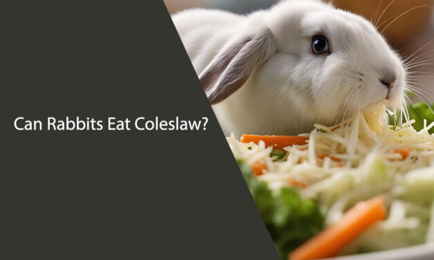 Can Rabbits Eat Coleslaw?