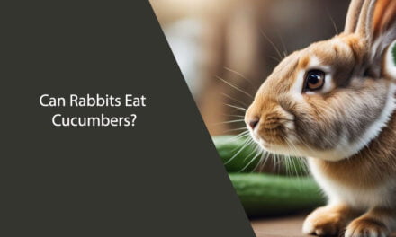 Can Rabbits Eat Cucumbers?