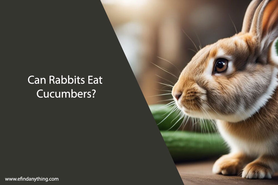 Can Rabbits Eat Cucumbers? A Comprehensive Guide