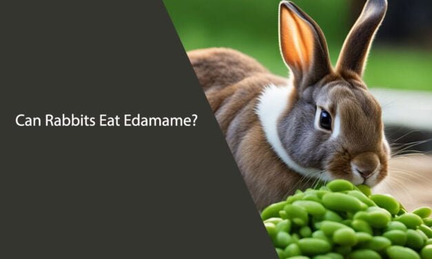 Can Rabbits Eat Edamame?