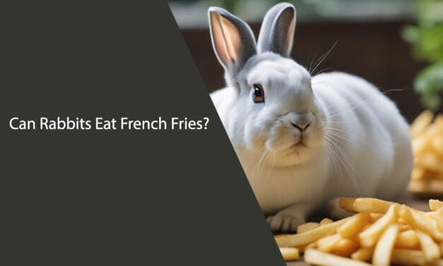 Can Rabbits Eat French Fries?