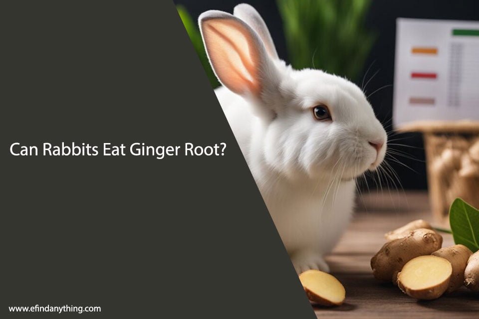 Can Rabbits Eat Ginger Root?