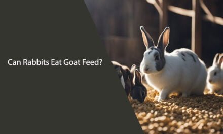 Can Rabbits Eat Goat Feed? The Definitive Answer