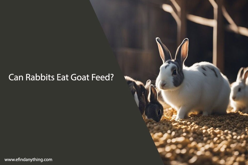 Can Rabbits Eat Goat Feed? The Definitive Answer