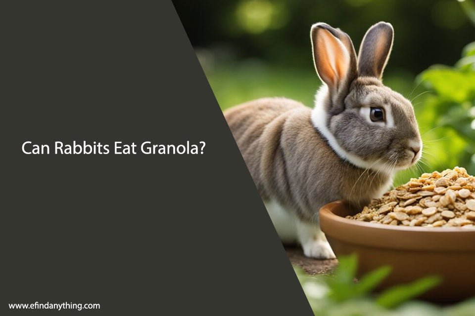 Can Rabbits Eat Granola?