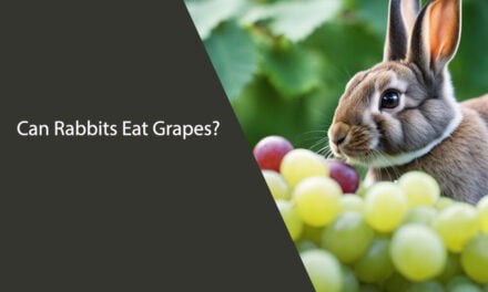 Can Rabbits Eat Grapes?