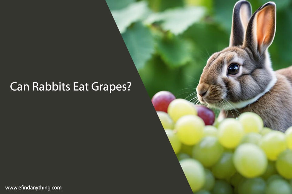 Can Rabbits Eat Grapes? A Comprehensive Guide