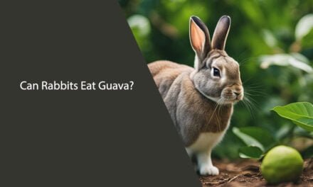 Can Rabbits Eat Guava?