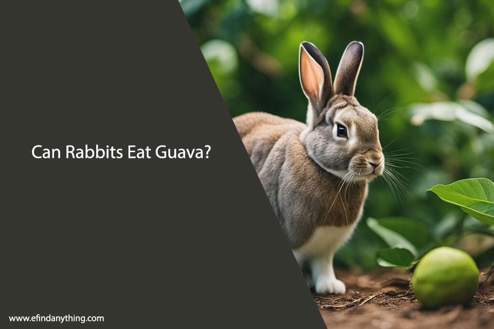 Can Rabbits Eat Guava?