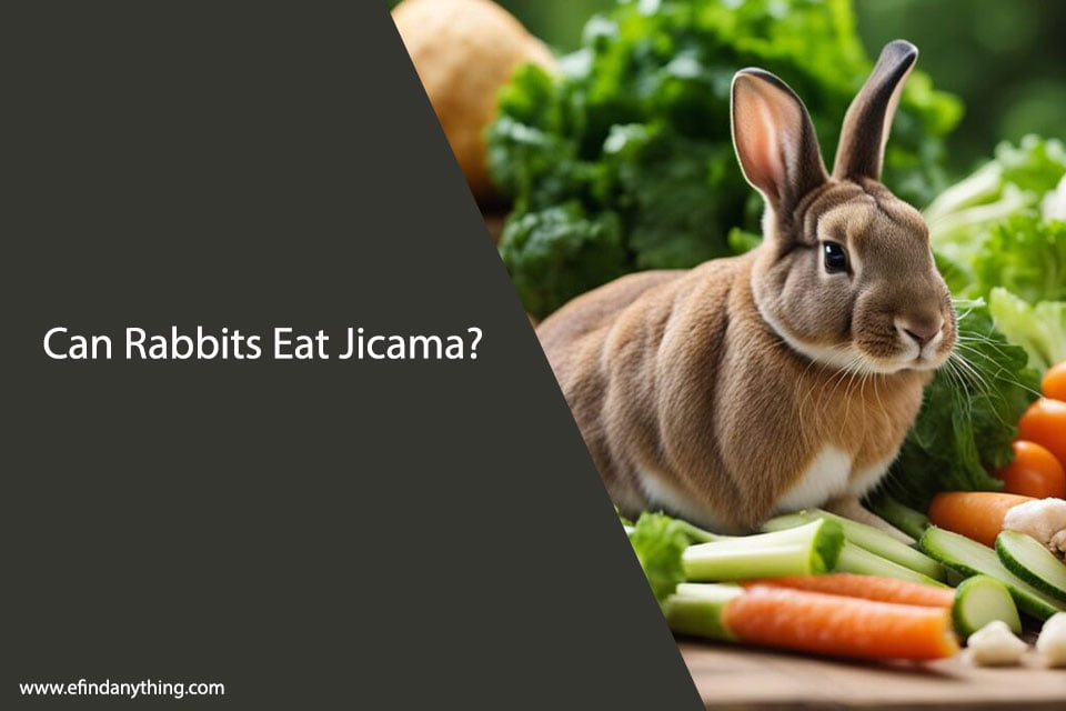 Can Rabbits Eat Jicama: Benefits, Risks, and Precautions