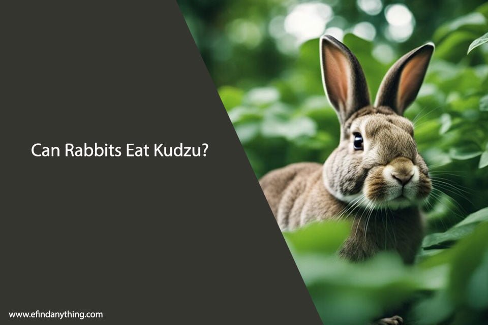 Can Rabbits Eat Kudzu?