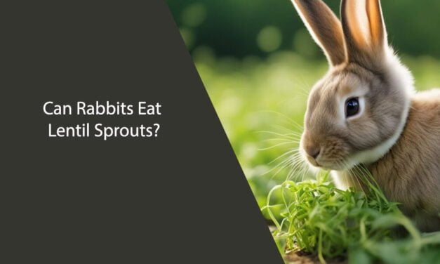 Can Rabbits Eat Lentil Sprouts?