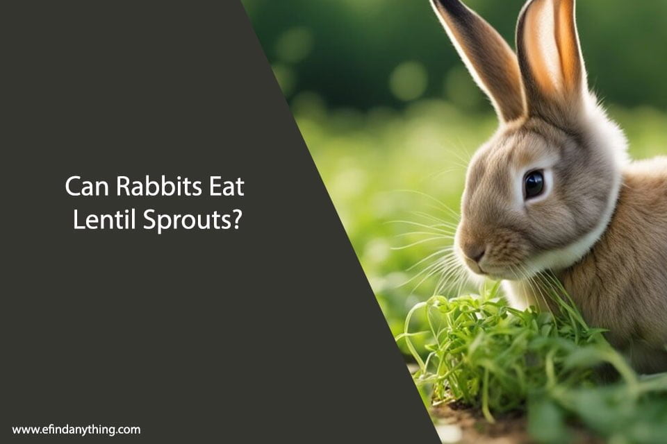 Can Rabbits Eat Lentil Sprouts?