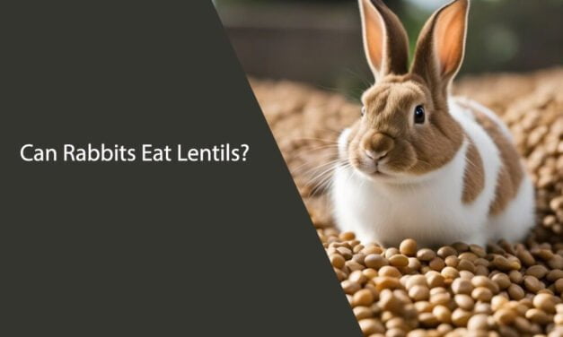 Can Rabbits Eat Lentils?