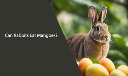 Can Rabbits Eat Mangoes?