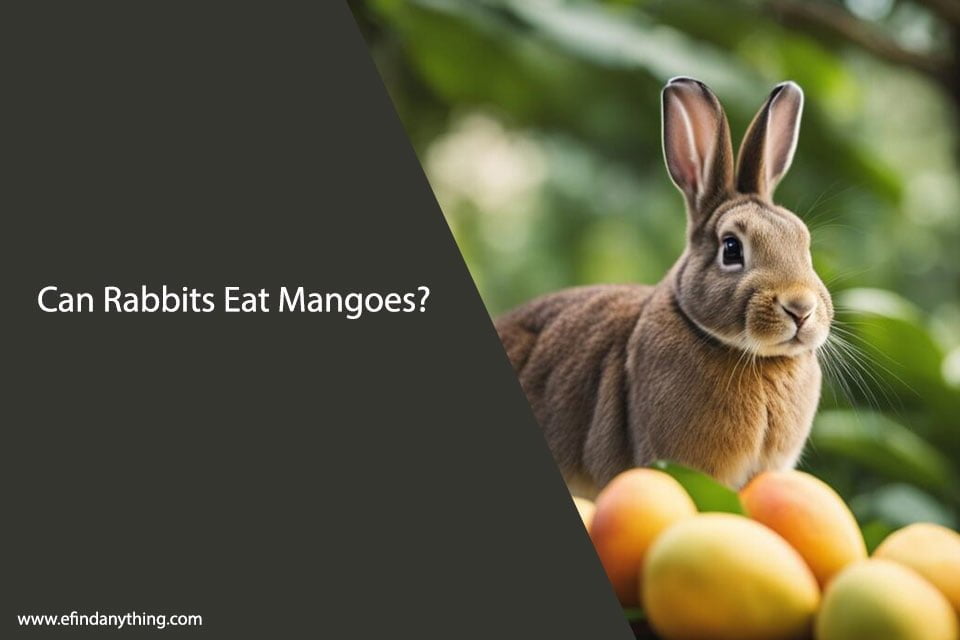 Can Rabbits Eat Mangoes?