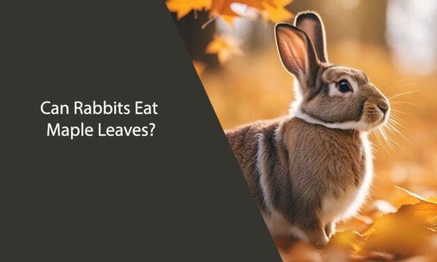 Can Rabbits Eat Maple Leaves?