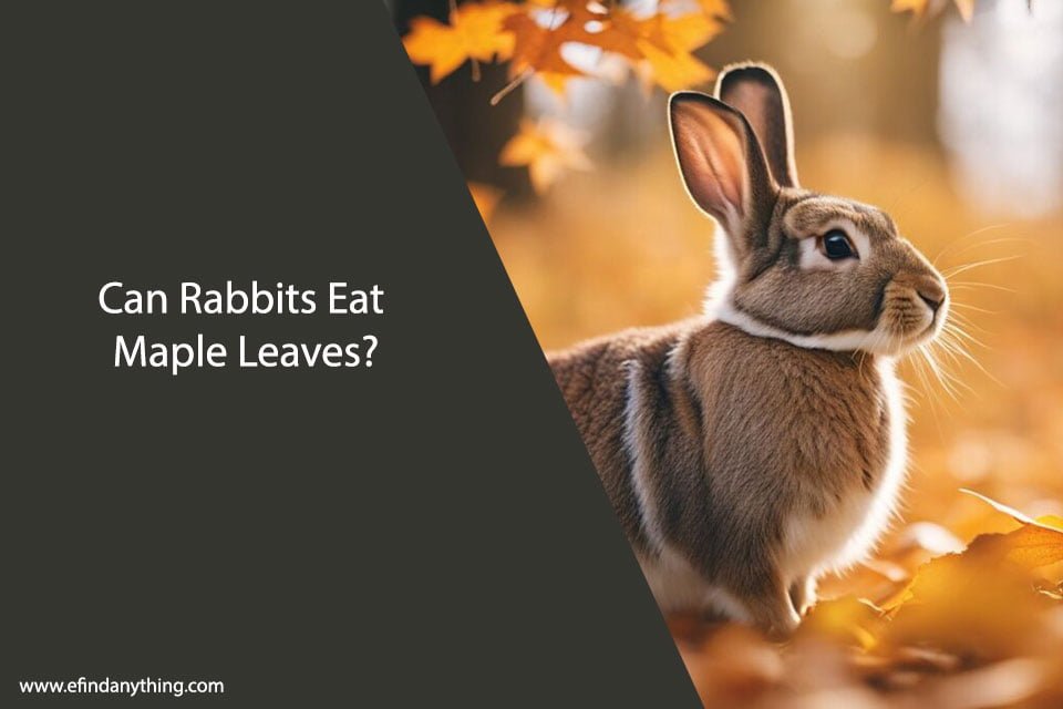 Can Rabbits Eat Maple Leaves?