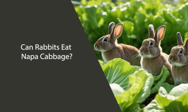 Can Rabbits Eat Napa Cabbage?