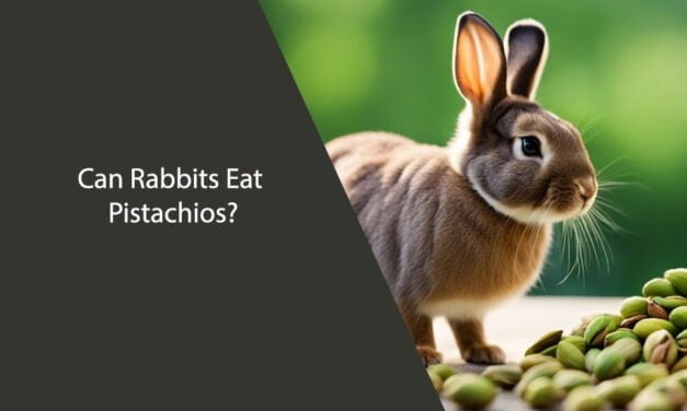 Can Rabbits Eat Pistachios?