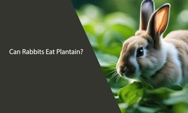 Can Rabbits Eat Plantain?