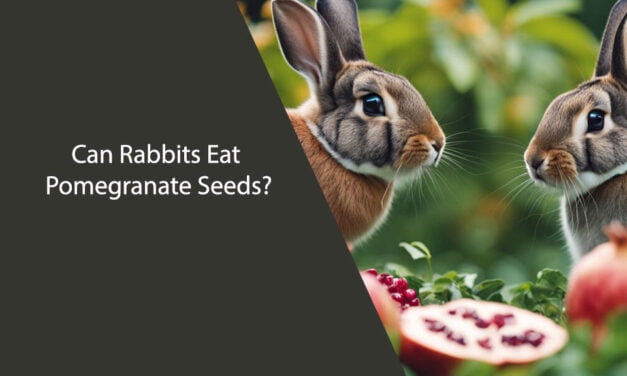 Can Rabbits Eat Pomegranate Seeds?