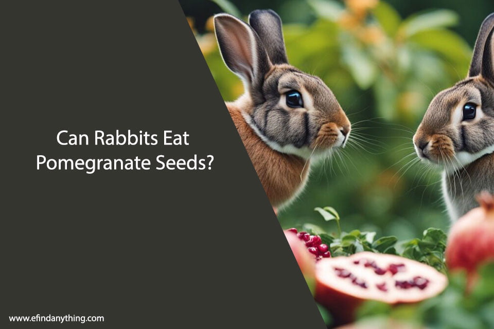 Can Rabbits Eat Pomegranate Seeds?