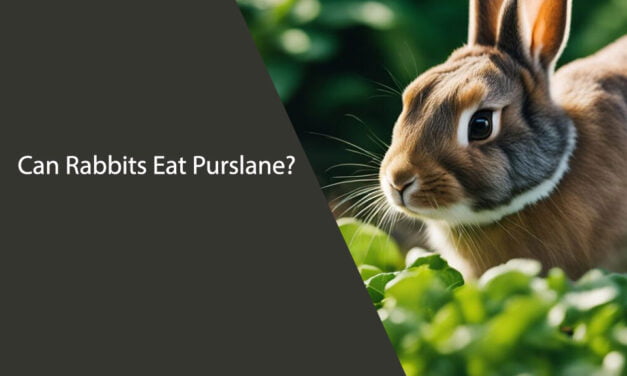 Can Rabbits Eat Purslane?