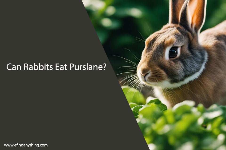 Can Rabbits Eat Purslane?