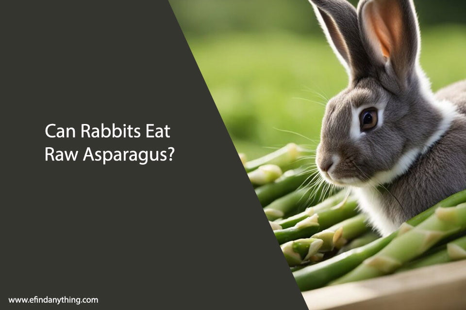 Can Rabbits Eat Raw Asparagus? A Comprehensive Guide