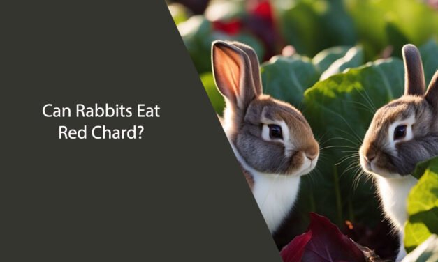 Can Rabbits Eat Red Chard?