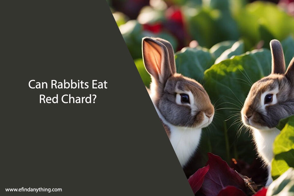 Can Rabbits Eat Red Chard?