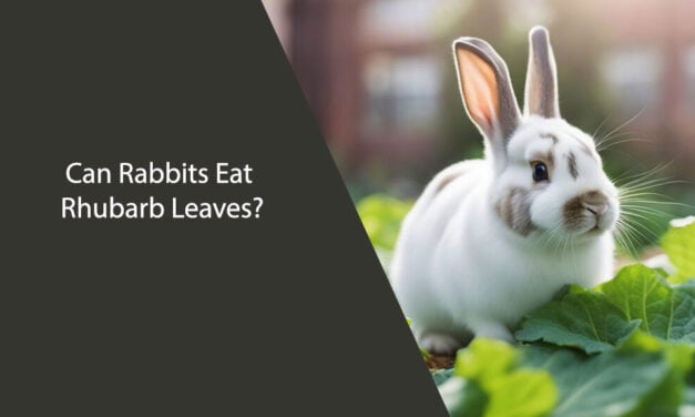 Can Rabbits Eat Rhubarb Leaves?