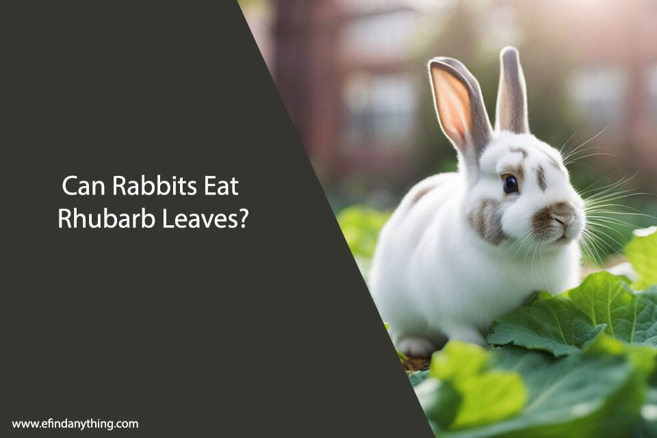 Can Rabbits Eat Rhubarb Leaves?