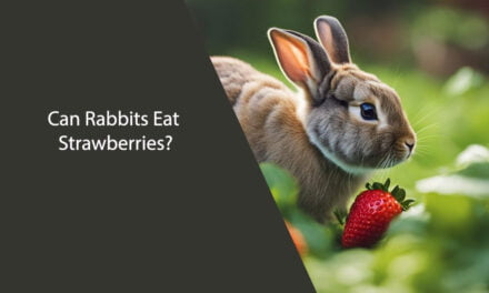 Can Rabbits Eat Strawberries?