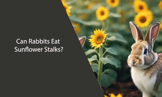 Can Rabbits Eat Sunflower Stalks?