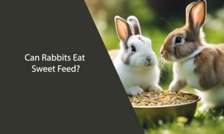 Can Rabbits Eat Sweet Feed?